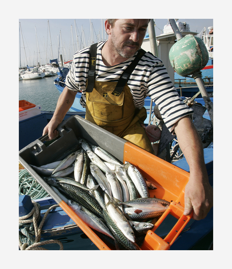 Mackerel Fillets out of stock